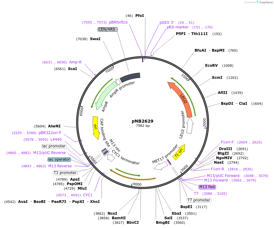 113394-plasmid-map-sequence-id-218749