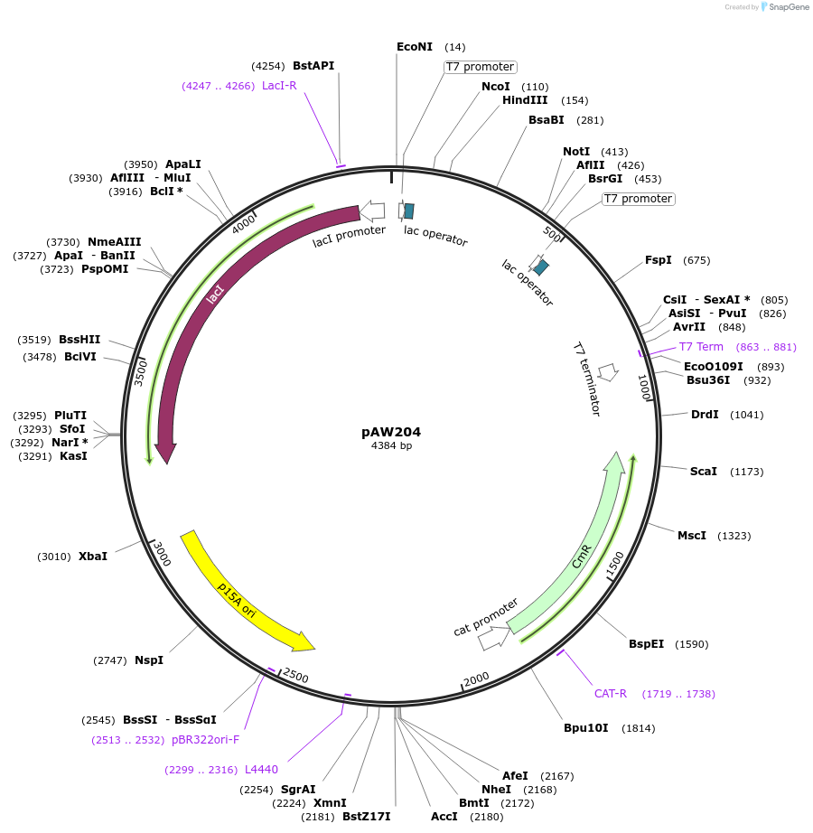 113244-plasmid-map-sequence-id-218810