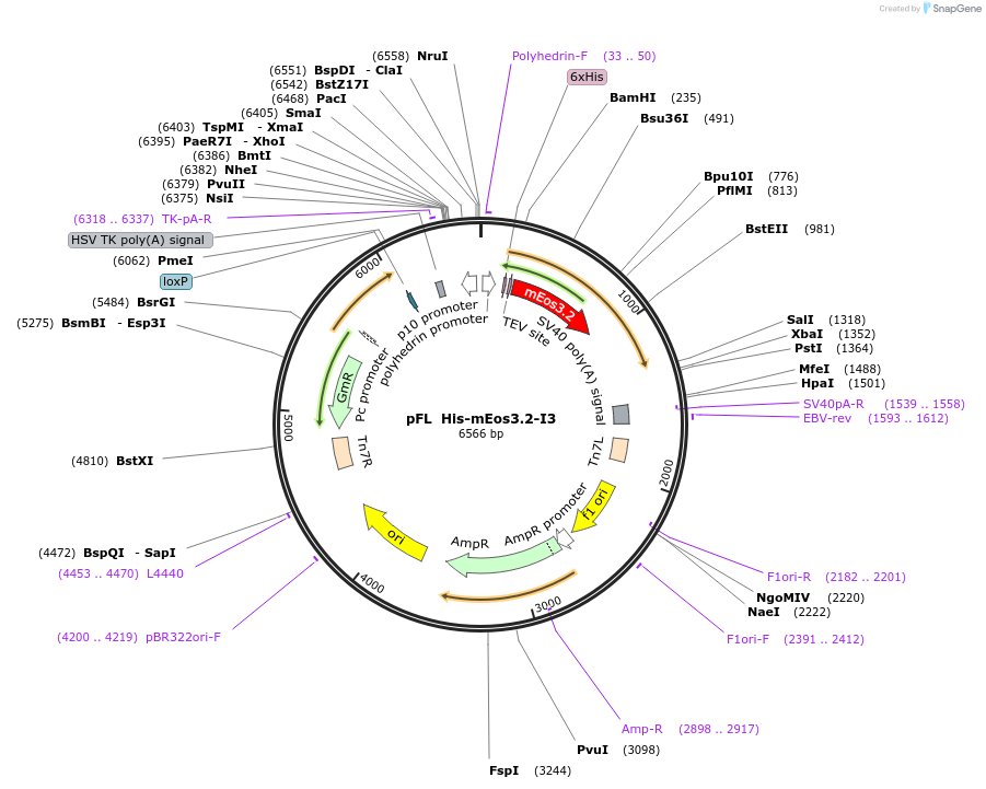 113516-plasmid-map-sequence-id-218813