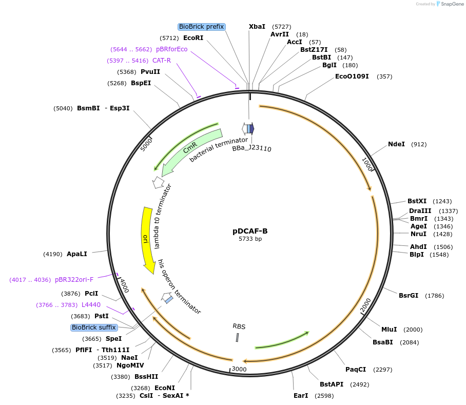 113647-plasmid-map-sequence-id-218816