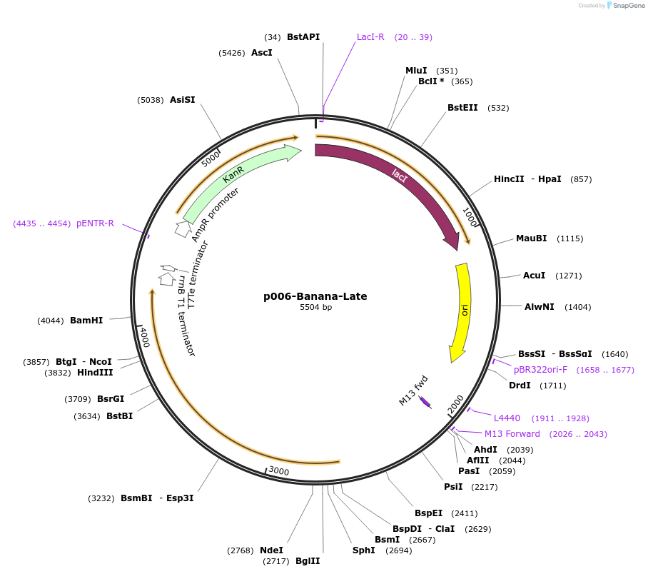 112251-plasmid-map-sequence-id-218818