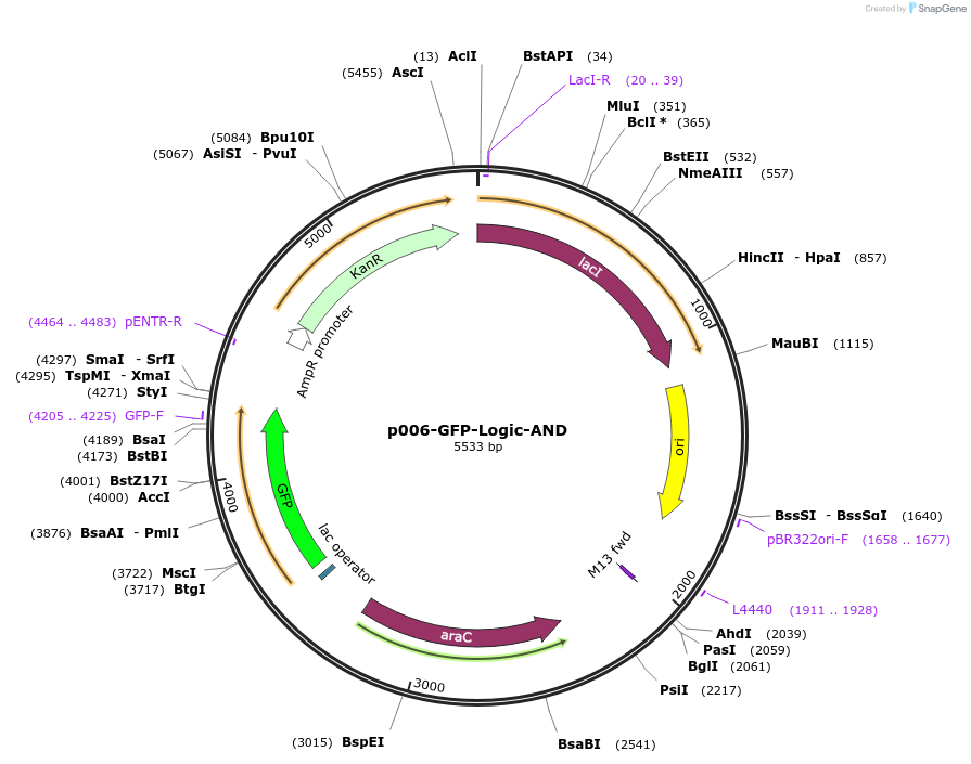 112237-plasmid-map-sequence-id-218819