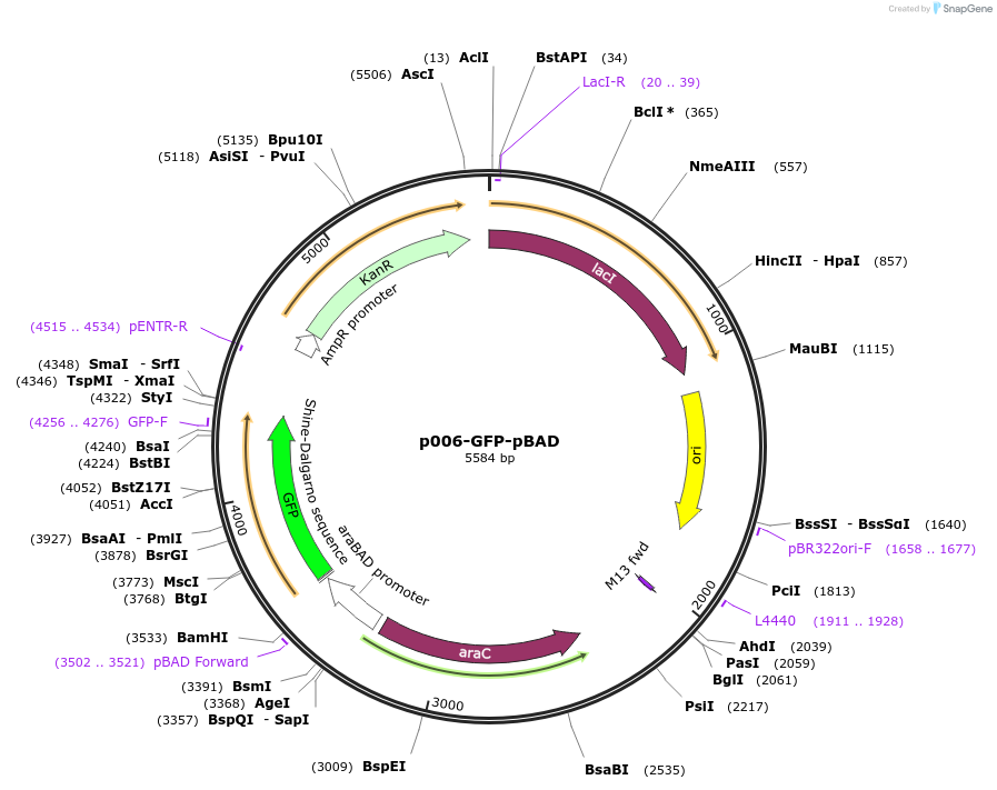 108315-plasmid-map-sequence-id-218821