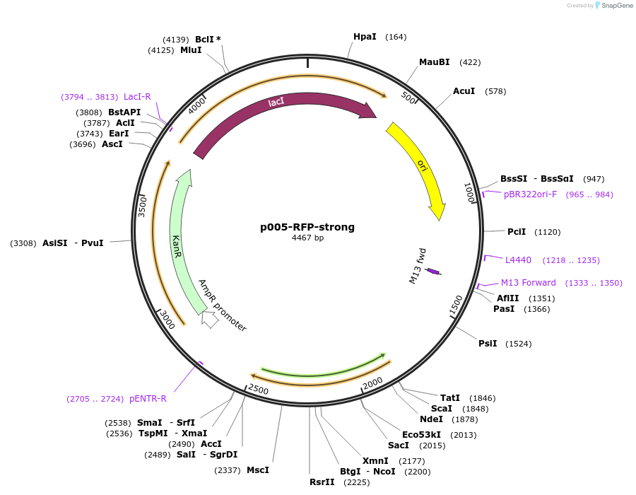 108317-plasmid-map-sequence-id-218823