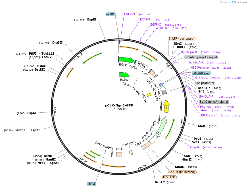 114309-plasmid-map-sequence-id-218844