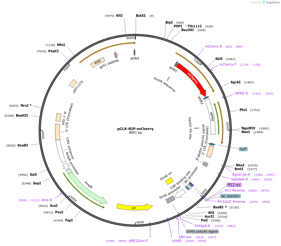 114310-plasmid-map-sequence-id-218845
