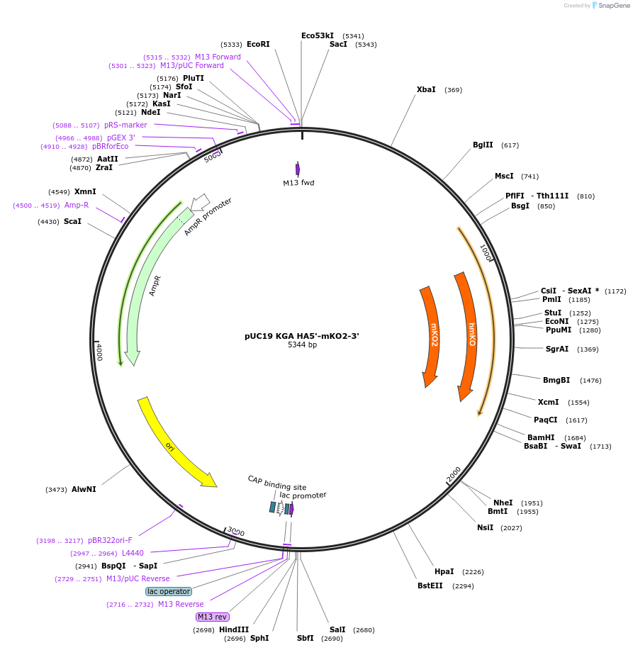 110406-plasmid-map-sequence-id-218847