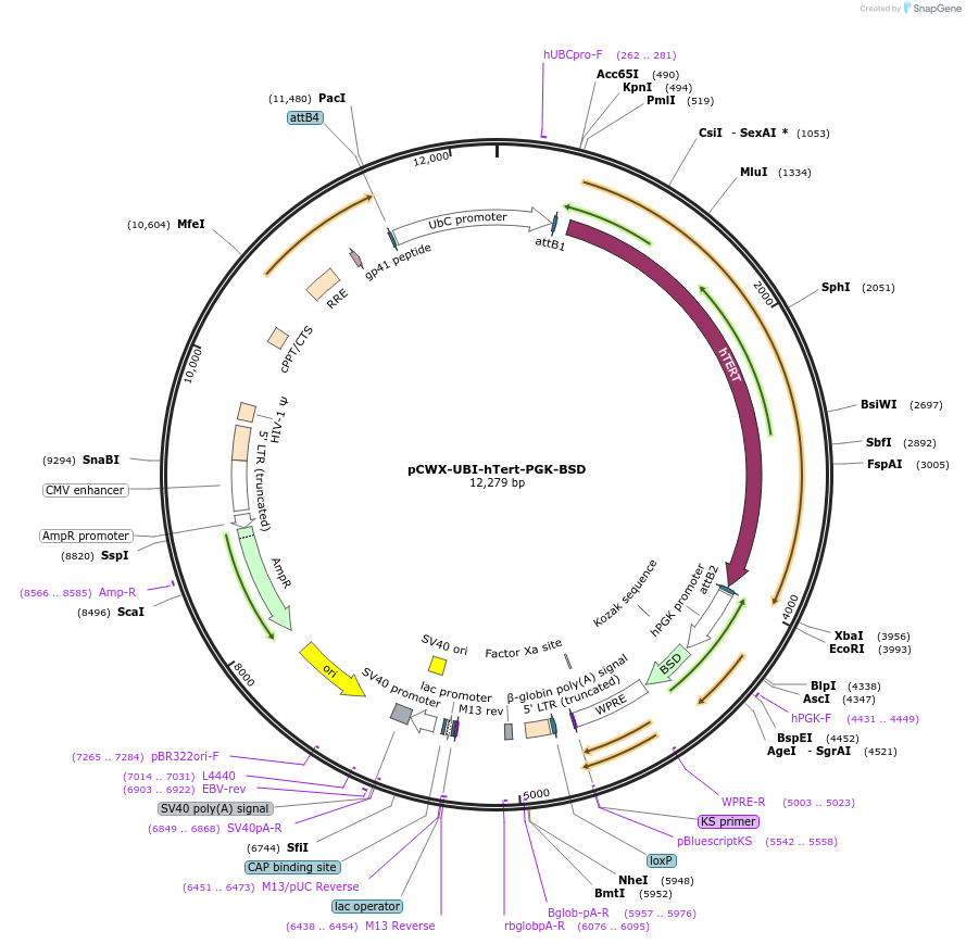 114316-plasmid-map-sequence-id-218848