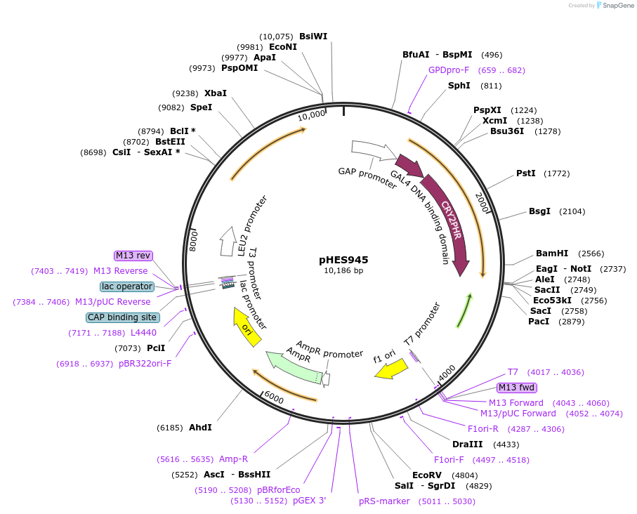112643-plasmid-map-sequence-id-218851