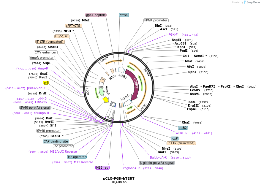 114315-plasmid-map-sequence-id-218852