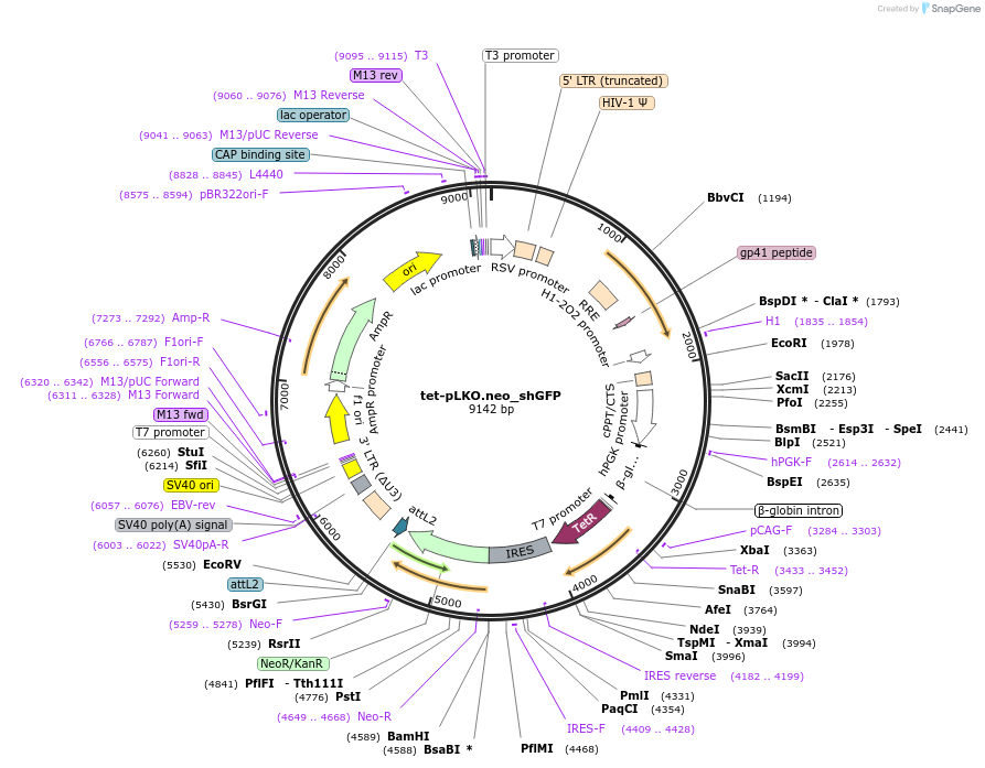 110470-plasmid-map-sequence-id-218855