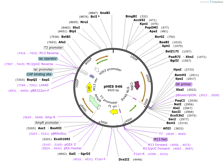 112644-plasmid-map-sequence-id-218857