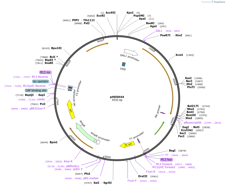 112642-plasmid-map-sequence-id-218861