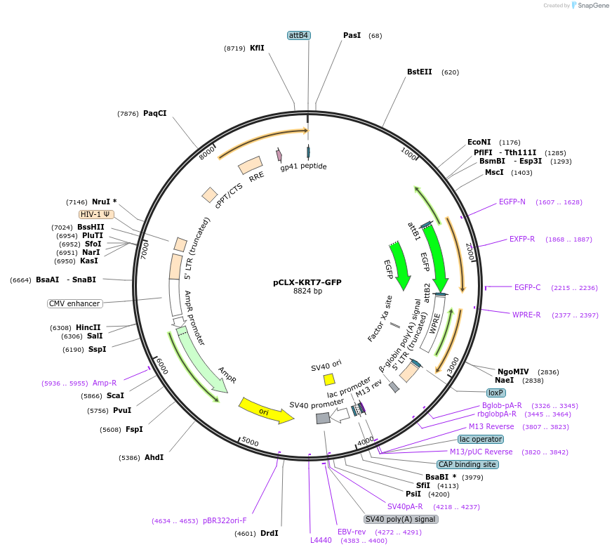 114312-plasmid-map-sequence-id-218867