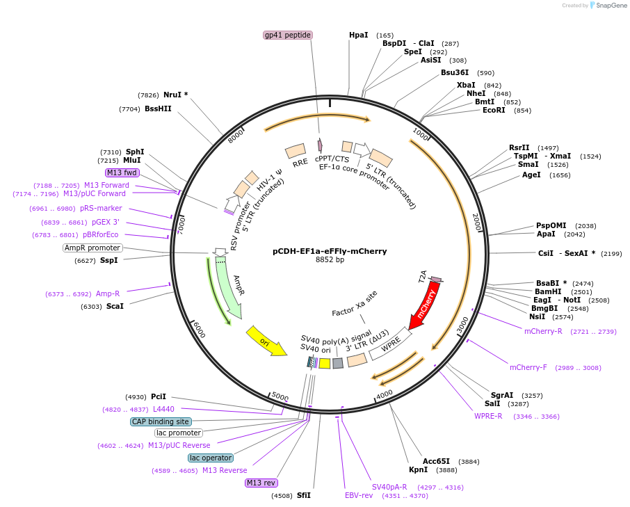 104833-plasmid-map-sequence-id-218868
