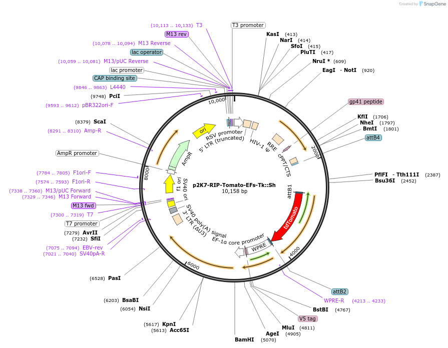 114311-plasmid-map-sequence-id-218870