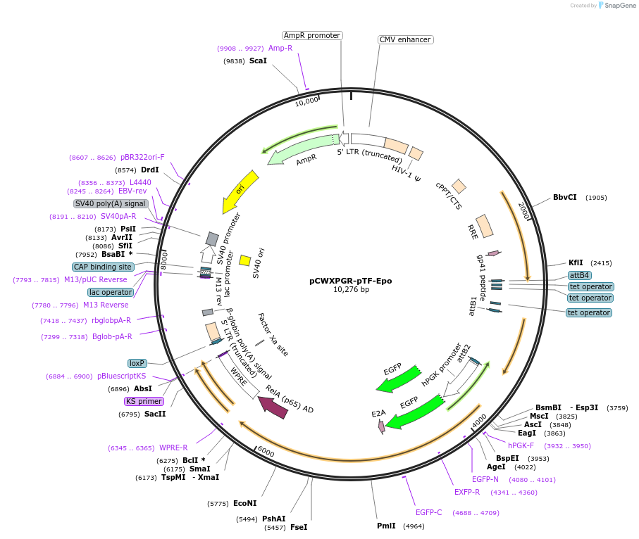 114290-plasmid-map-sequence-id-218920
