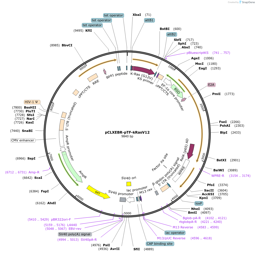114318-plasmid-map-sequence-id-218922