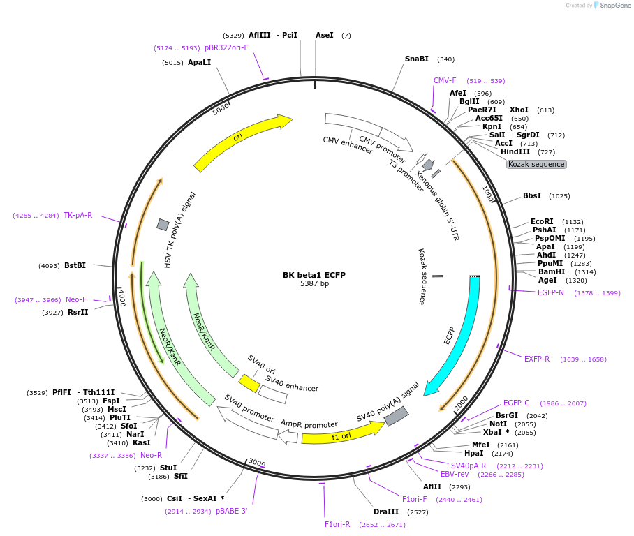 113561-plasmid-map-sequence-id-218926