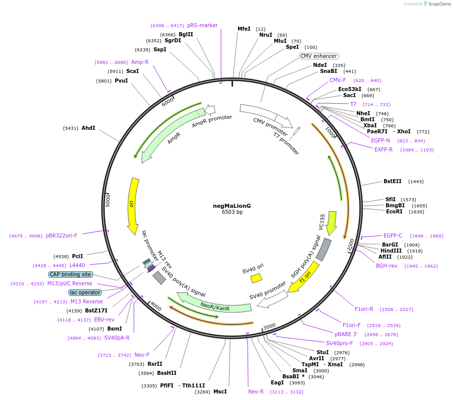 113907-plasmid-map-sequence-id-218929