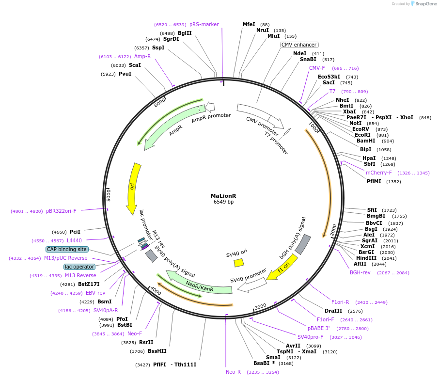 113908-plasmid-map-sequence-id-218930