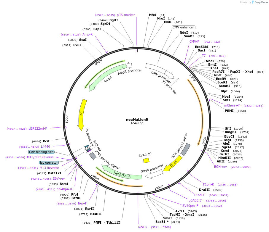 113909-plasmid-map-sequence-id-218931