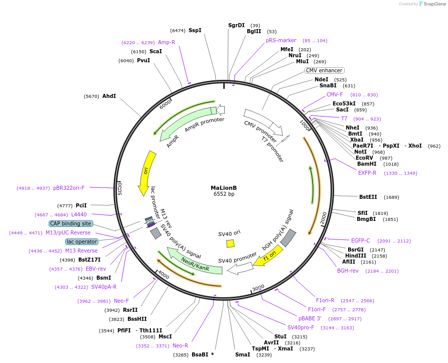 113910-plasmid-map-sequence-id-218932