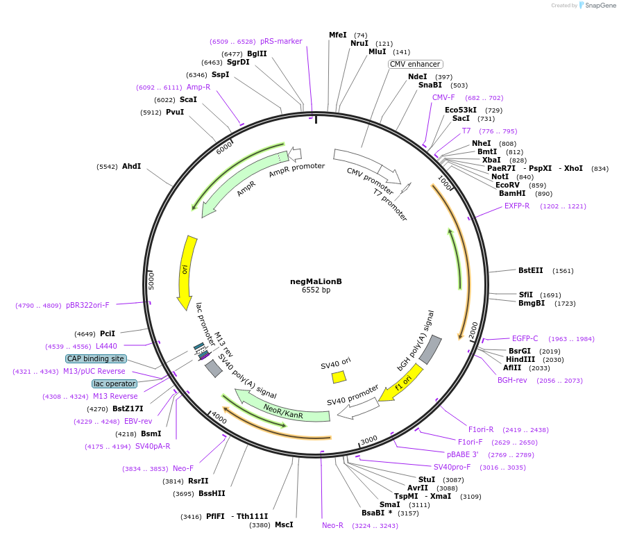 113911-plasmid-map-sequence-id-218933