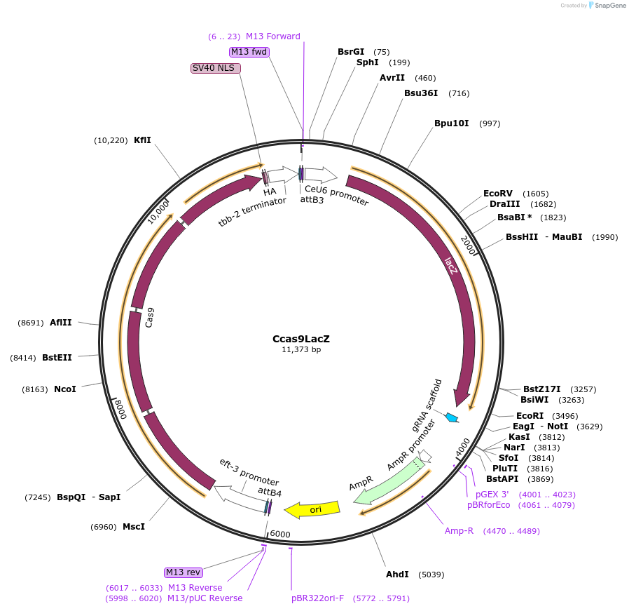 113083-plasmid-map-sequence-id-218959