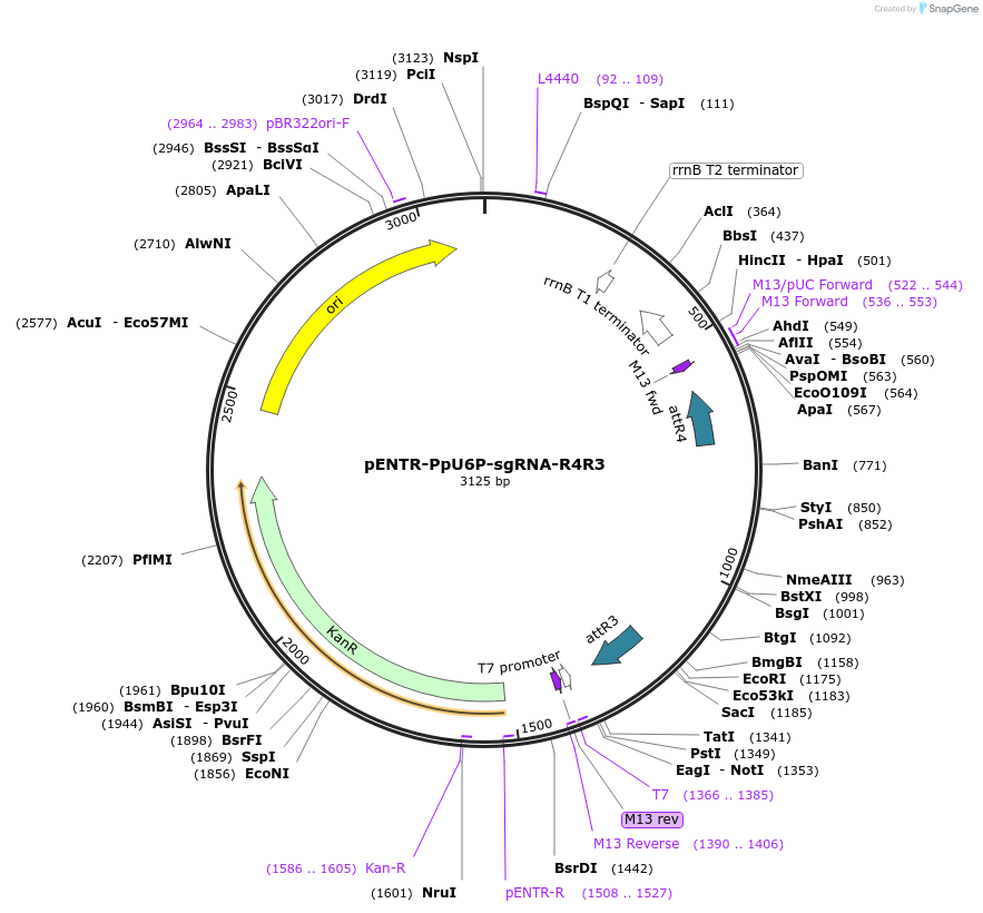 113739-plasmid-map-sequence-id-219777