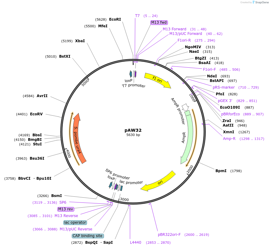 110225-plasmid-map-sequence-id-219787