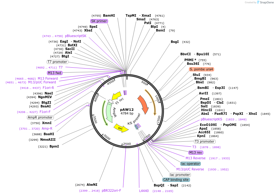 110224-plasmid-map-sequence-id-219789