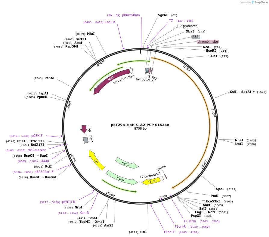 114158-plasmid-map-sequence-id-219791