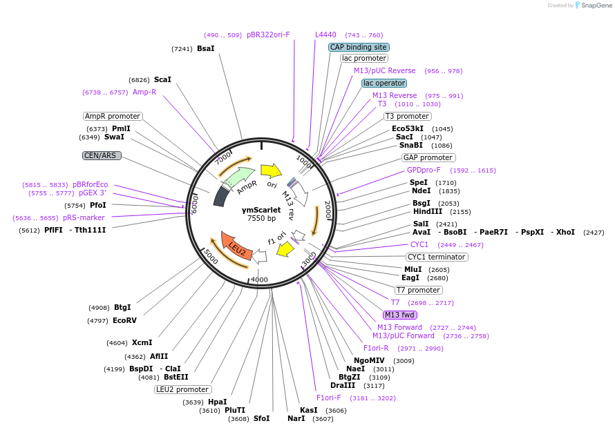 111917-plasmid-map-sequence-id-219792