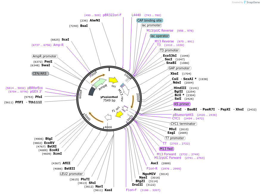 111916-plasmid-map-sequence-id-219793