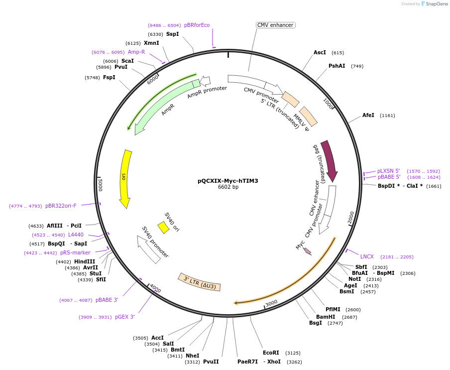 110893-plasmid-map-sequence-id-219810