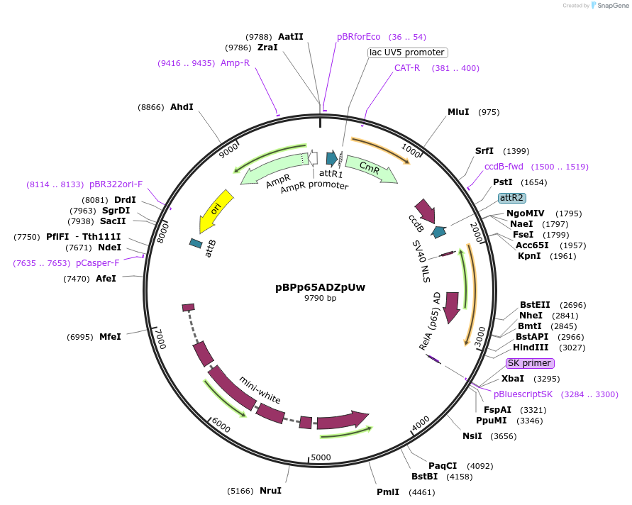26234-plasmid-map-sequence-id-219849