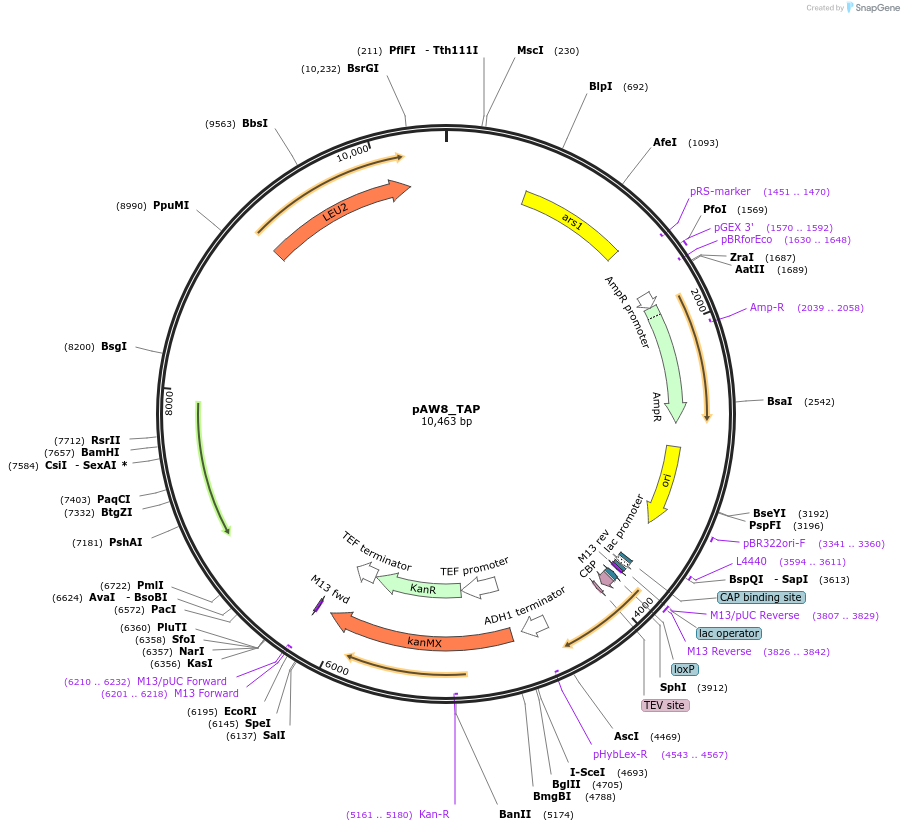 110240-plasmid-map-sequence-id-219852