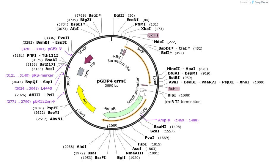 112884-plasmid-map-sequence-id-219861