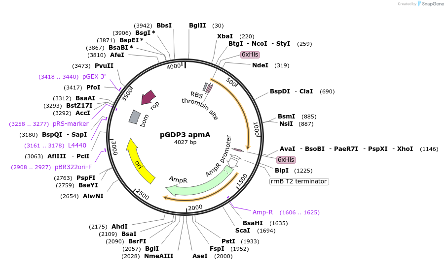 112881-plasmid-map-sequence-id-219867
