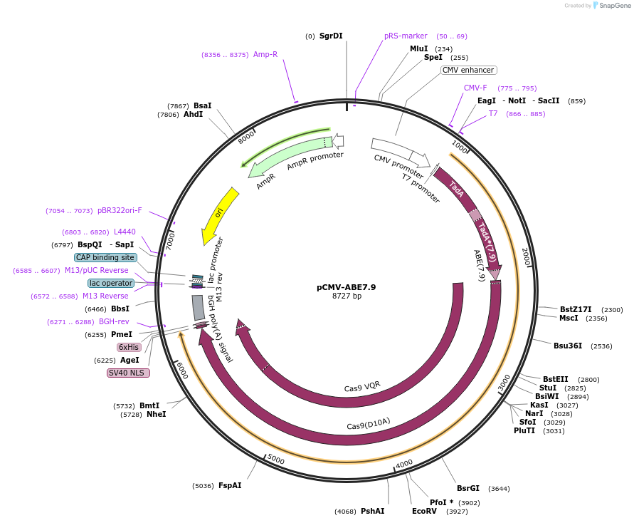 102918-plasmid-map-sequence-id-219868