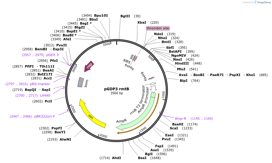 112880-plasmid-map-sequence-id-219870