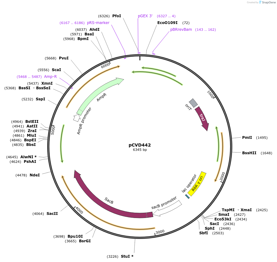 11074-plasmid-map-sequence-id-219871