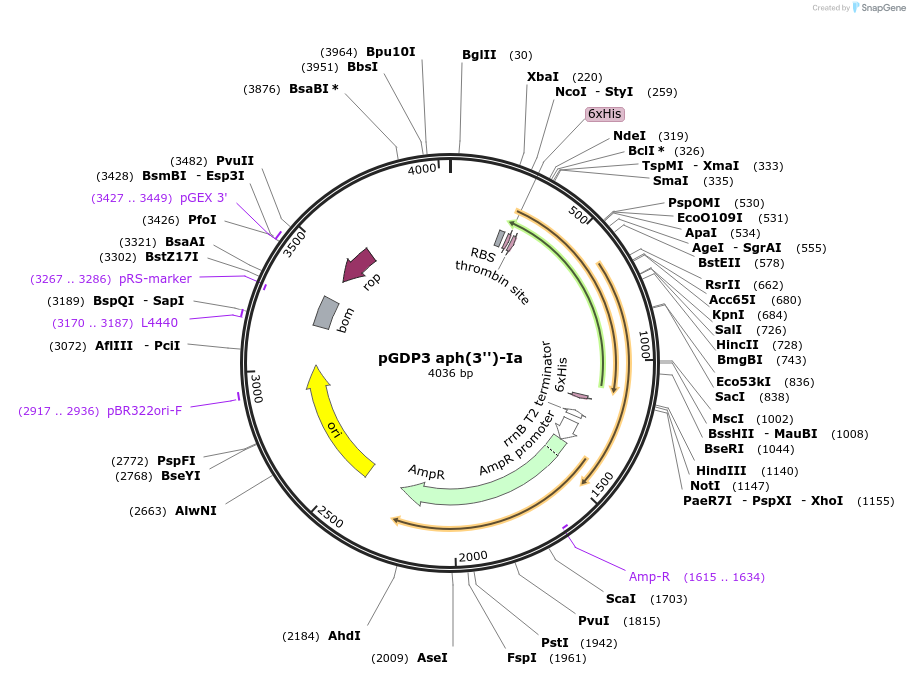 112879-plasmid-map-sequence-id-219874