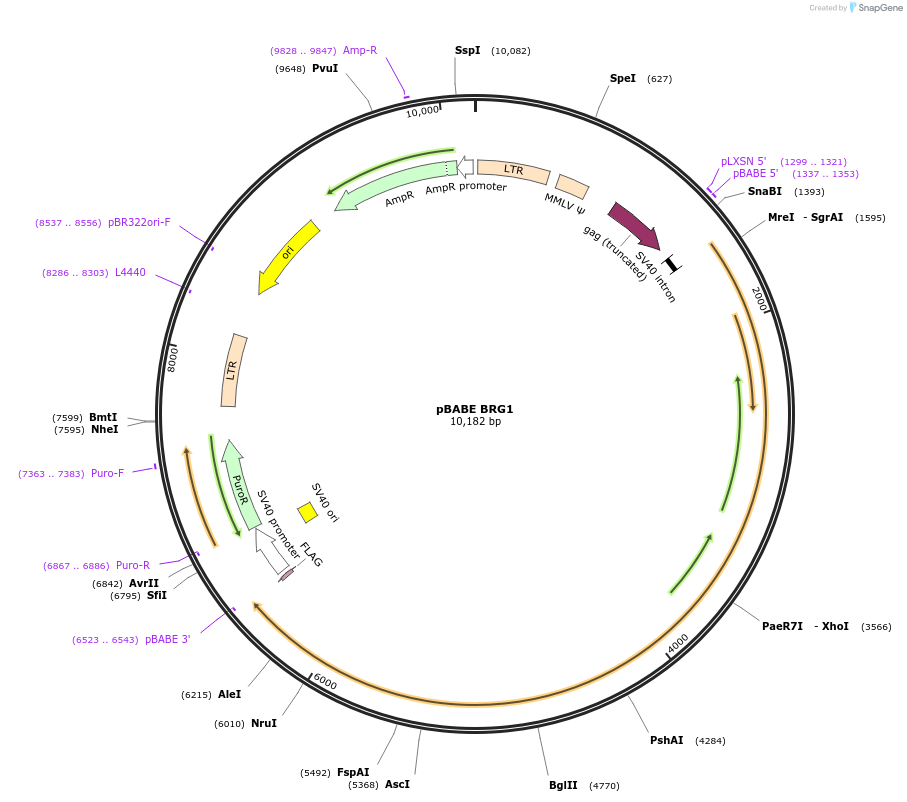 1959-plasmid-map-sequence-id-219877