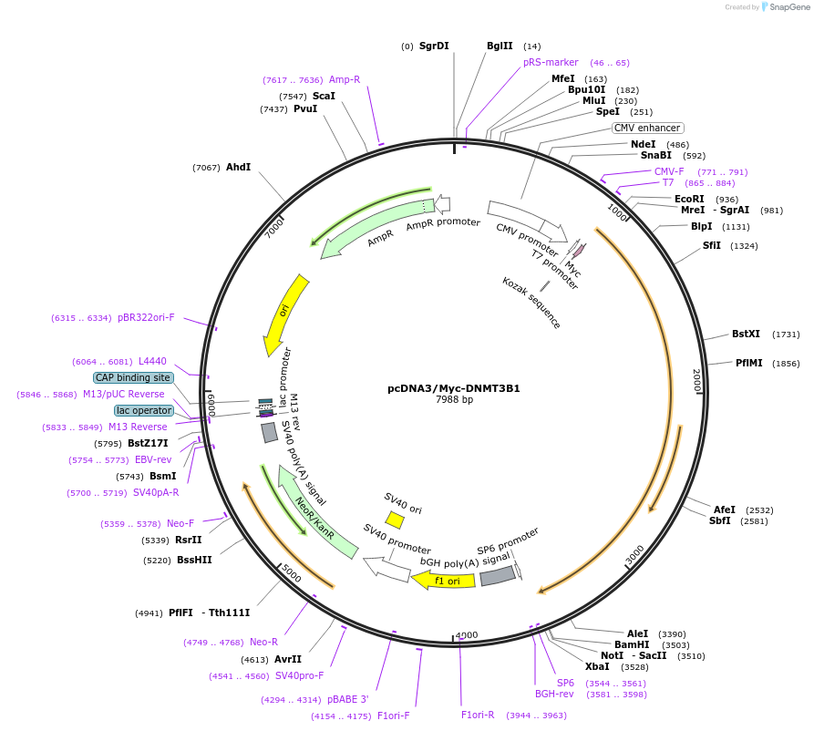 35522-plasmid-map-sequence-id-219879