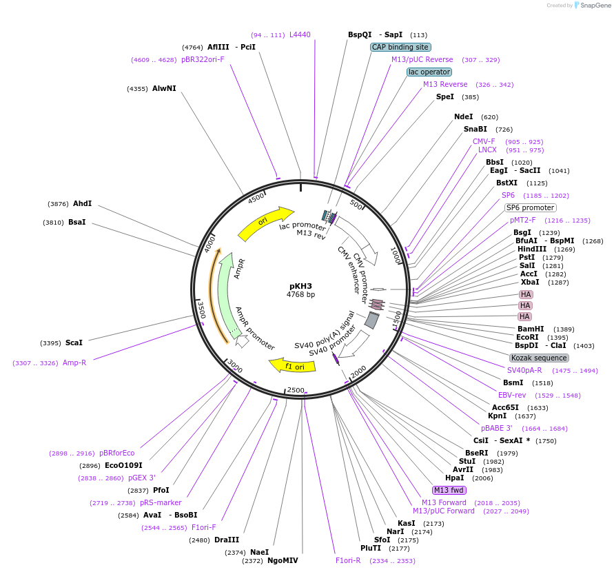 12555-plasmid-map-sequence-id-219881