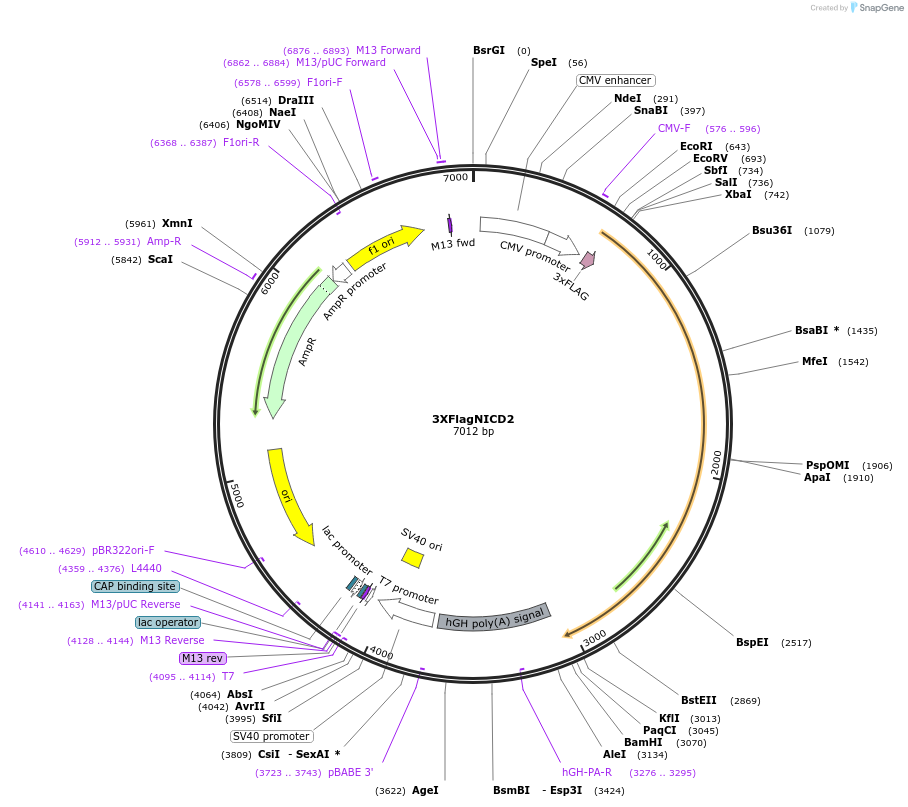 20184-plasmid-map-sequence-id-219884