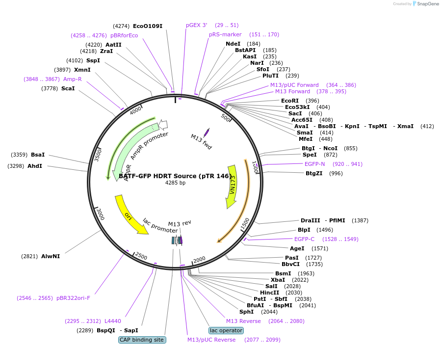 112015-plasmid-map-sequence-id-219886