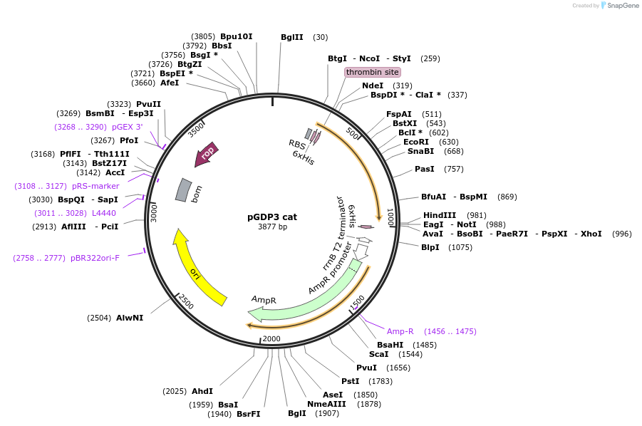 112888-plasmid-map-sequence-id-219887